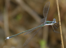 Swamp Spreadwing